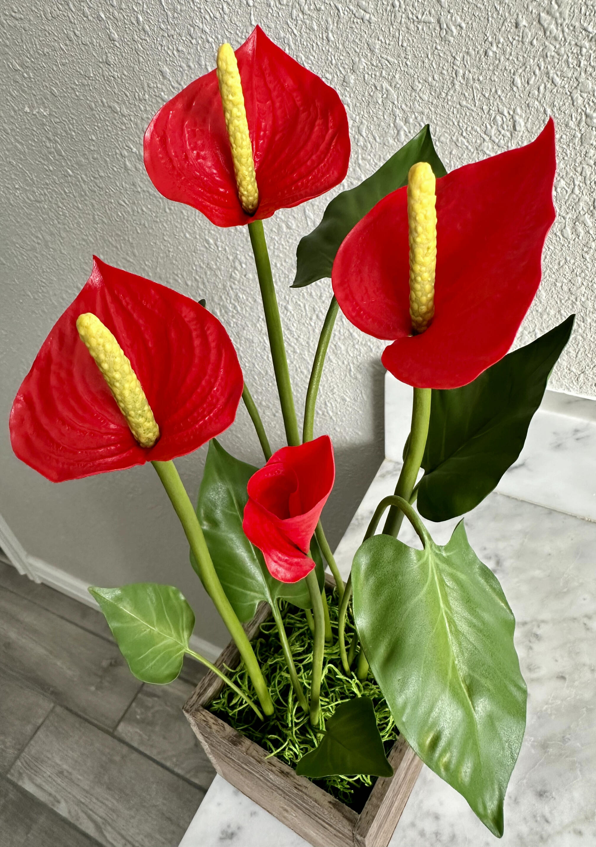 Anthuriums