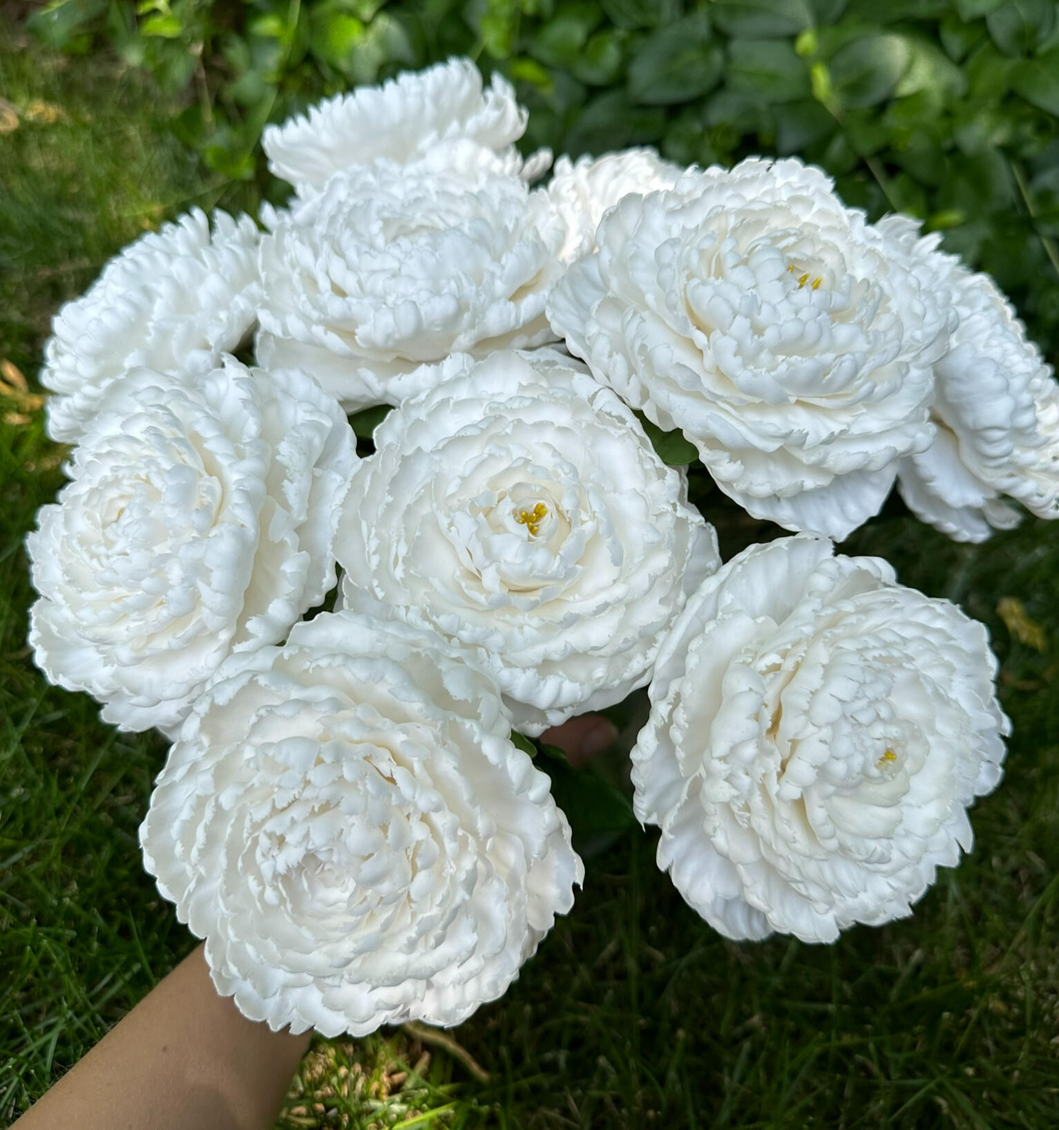 Pure Peonies